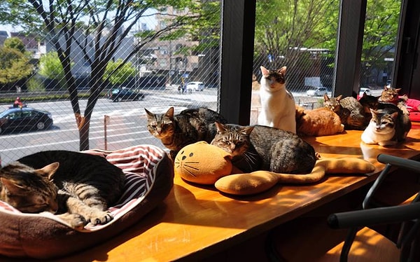 8. Котокафе «Котики и люди»