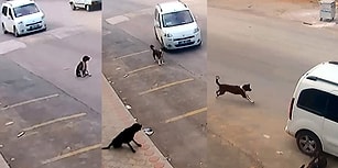 Bu Zalimlik Ne Zaman Bitecek? Antalya'da Bir Kişi Bilerek Üzerine Sürdüğü Araçla Köpeği Öldürdü...