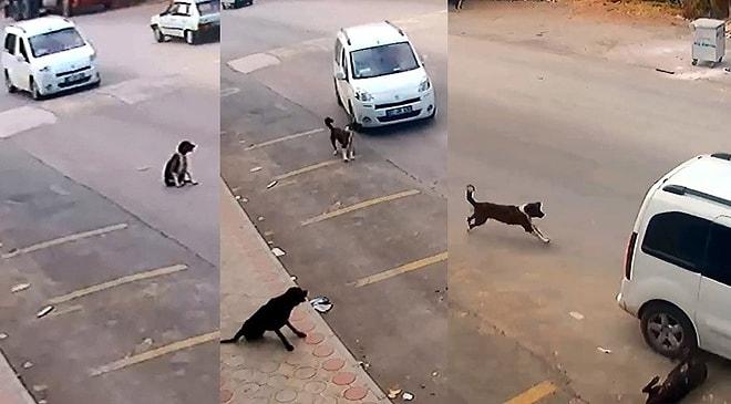 Bu Zalimlik Ne Zaman Bitecek? Antalya'da Bir Kişi Bilerek Üzerine Sürdüğü Araçla Köpeği Öldürdü...