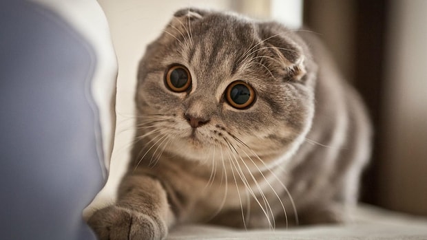 Sadece Gercek Kedi Delilerinin Son Soruyu Gorebilecegi Test