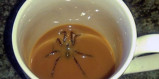 Если вы не сможете досмотреть эти фото до конца, то у вас арахнофобия🕷