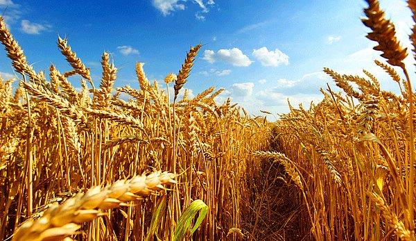 Tarım alanlarının yüzde 40.58’i ‘tahıllar ve diğer bitkisel ürünler'