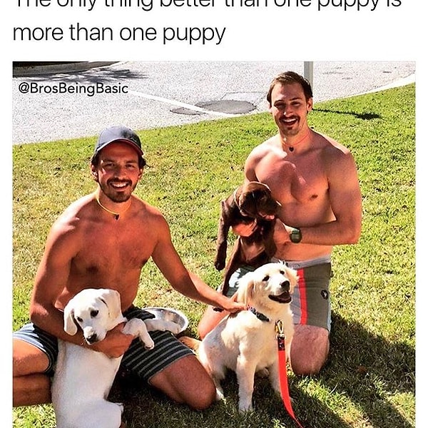 12. Лучше одного щенка может быть только несколько щенков