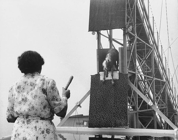 3. Разумеется, для лошадей было совсем нелегко прыгать с такой высоты, поэтому их регулярно тренировали. На фото видно, как женщина внизу заманивает лошадь морковкой.