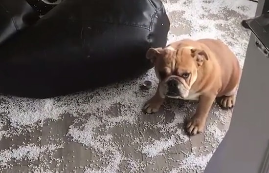 Yaptığı Yaramazlık Sonrası Hatasını Anlayıp Saklanan Sevimli Köpek