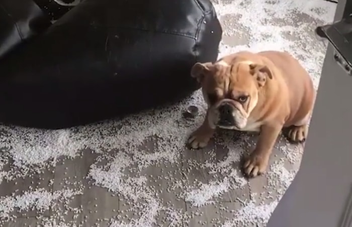 Yaptığı Yaramazlık Sonrası Hatasını Anlayıp Saklanan Sevimli Köpek