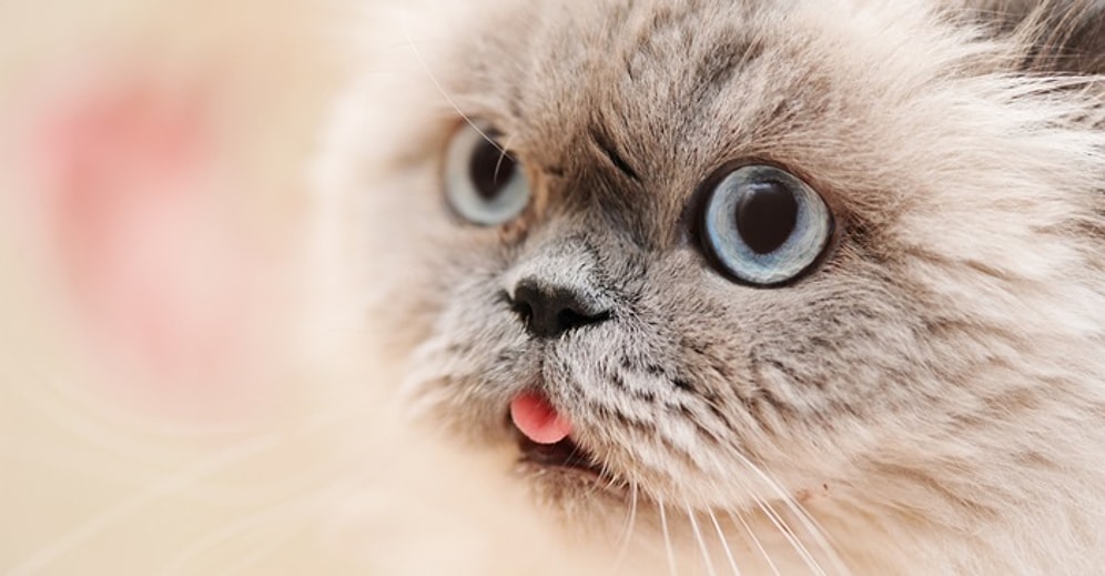 Kedinle Aranın Nasıl Olduğunu Söylüyoruz!