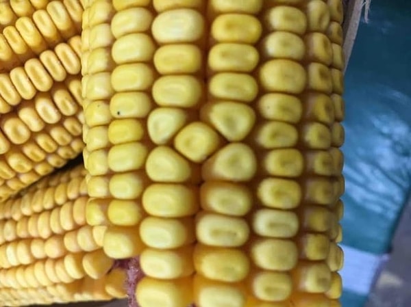 4. И ещё один...🌽