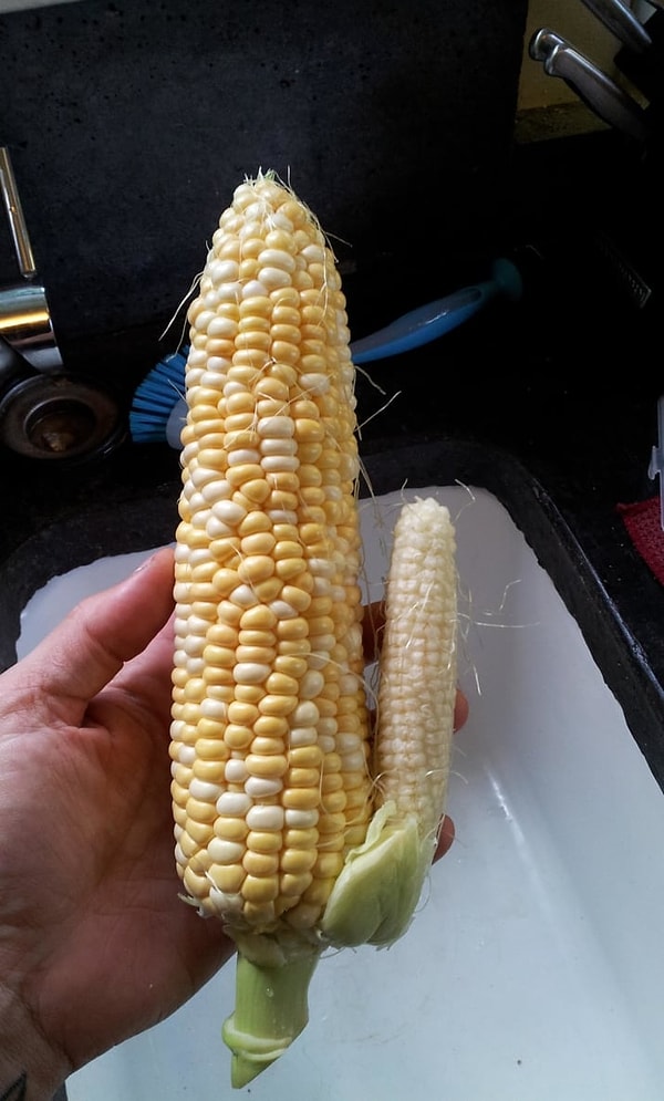 11. Двойная кукурузина🌽