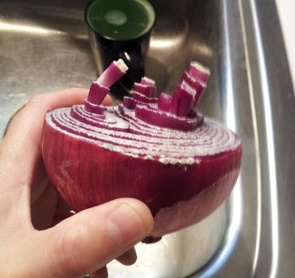 12. Эта луковица просто любит прорастать