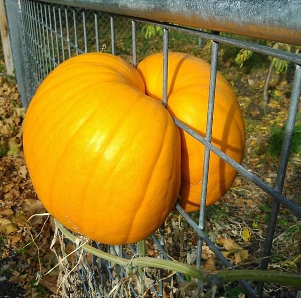 15. А вот и ещё одна тыква, которая нарушает все законы природы!