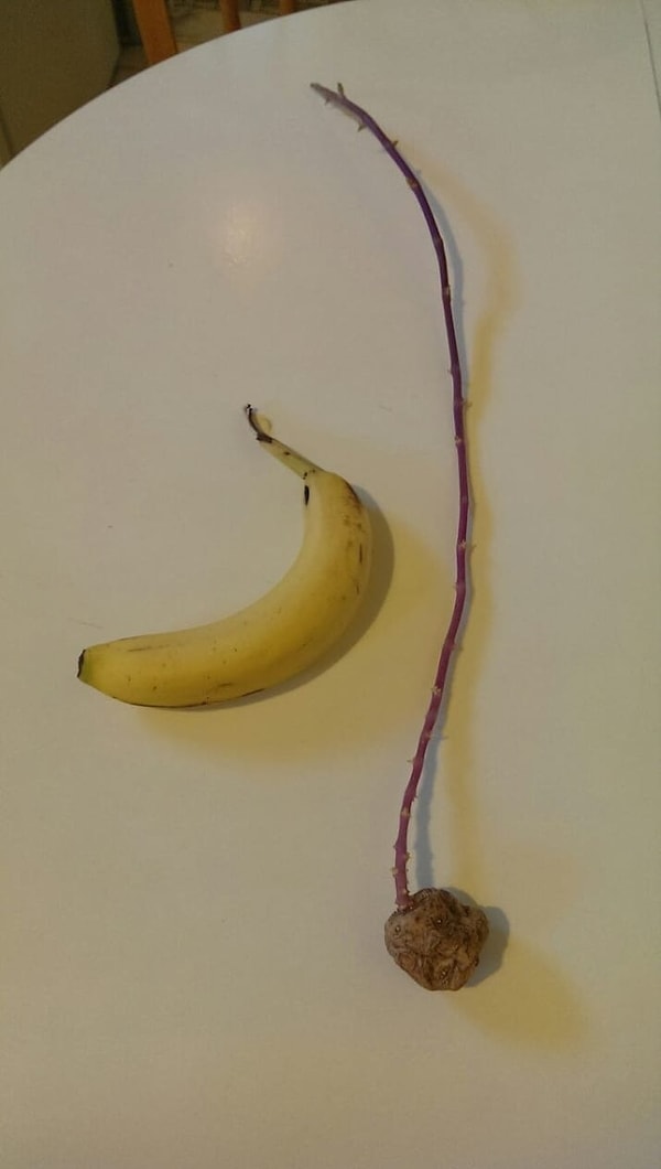 17. И напоследок картофелина с неестественно длинным побегом 😨