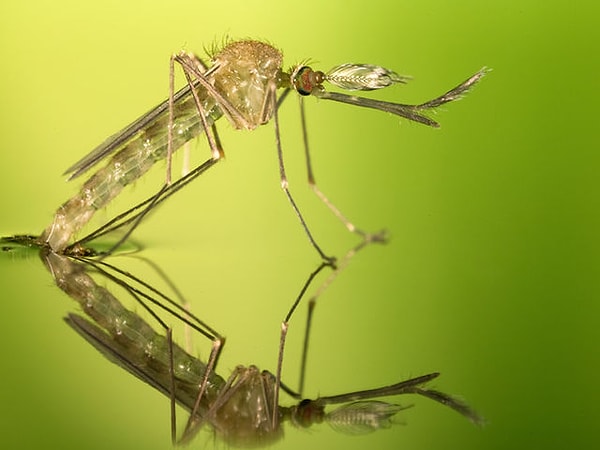 3. Сейчас будет неприятно. Кусали ли вас когда-нибудь насекомые или животные? Укус какого животного/насекомого запомнился вам больше всего?