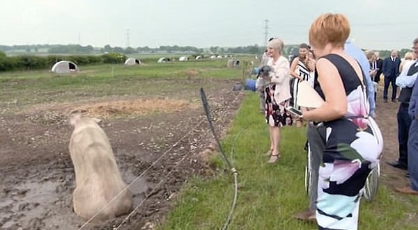 3. Гривс потратил все $14 000 на устройство свадьбы в "свинячем" стиле и на то, чтобы его и невесту сопровождало к алтарю 50 свиней. Он хотел побить мировой рекорд, устроив парад свинок