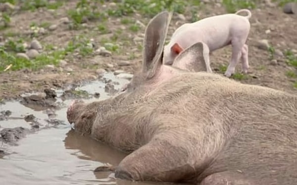 4. А вот Стеф мечтала о традиционной свадьбе в сельской местности, ей и в страшном сне не могло присниться, что она будет выходить замуж в окружении свиней