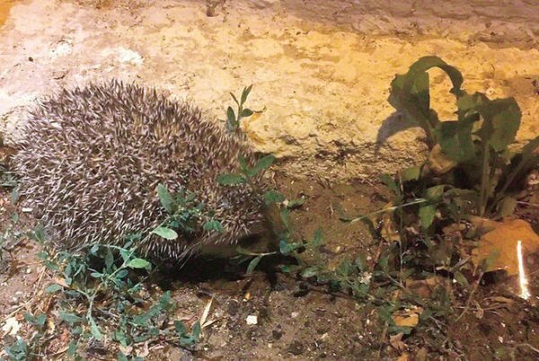 "Yaşam alanları yok olan canlılar normalden farklı davranışlar gösterip kentlere iniyorlar"