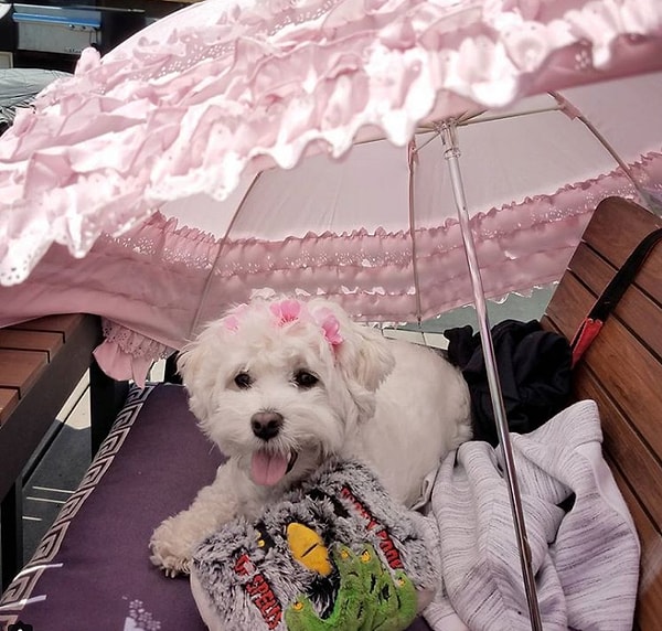 13. Ну, не милота ли?