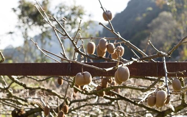3. Киви — это лиана, которая растет, обвивая своей лозой деревья, а ее длина может достигать 7,5 метров