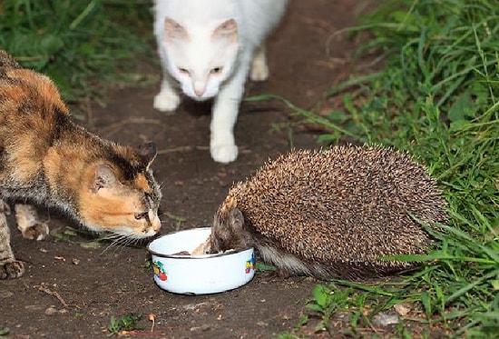 Nedeni İnşaat ve Titreşimler: İstanbul Sokaklarında 'Kentsel Kirpiler'