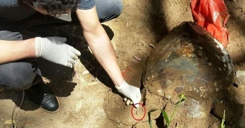 Koruyamadık: İtalya'da Takip Cihazı Takılan Caretta Caretta, Kafasında Bir Darbe ile Sahillerimize Vurdu