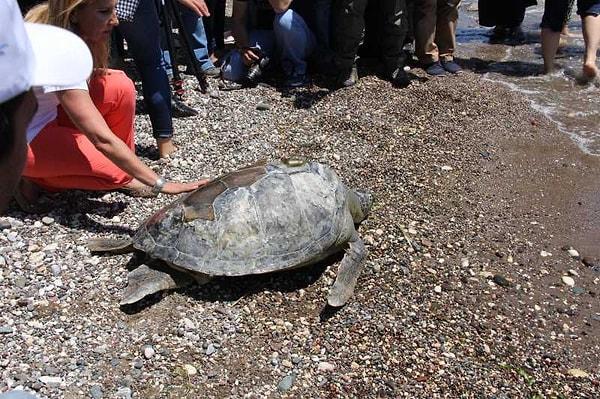 Deniz kaplumbağası, ölü olarak Davultepe sahilinde karaya vurdu.