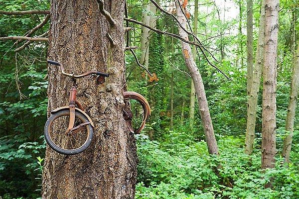 17. Washington'da bulunan bisiklet sever ağaç 🤗❤️