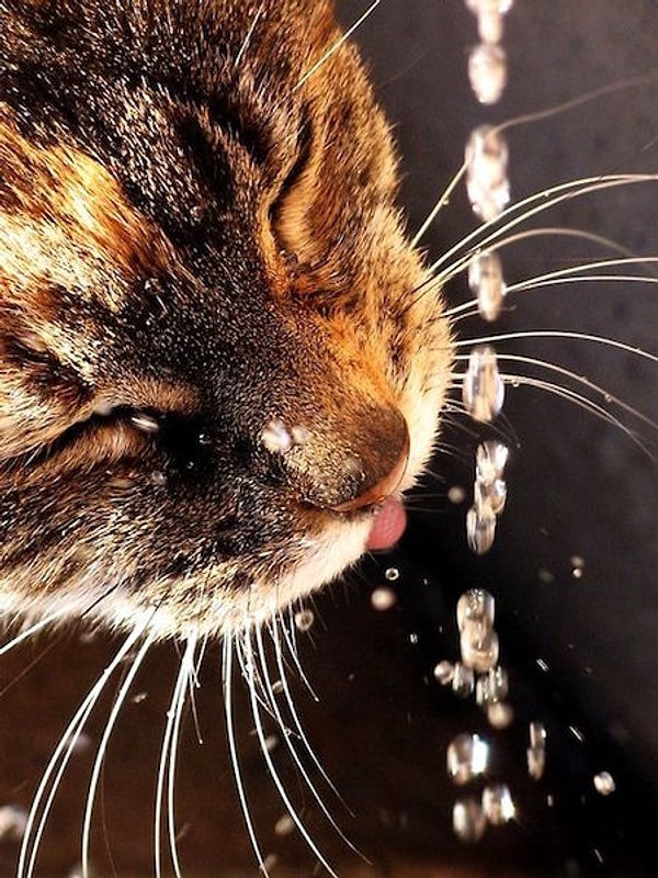 8. Предотвращение перхоти