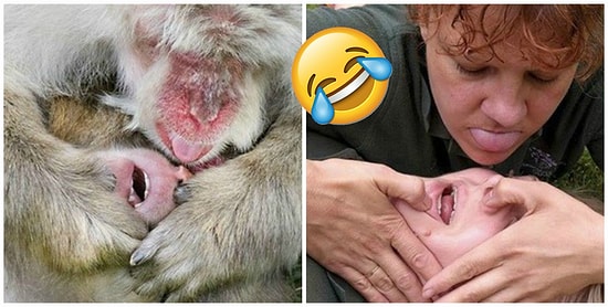 Работники зоопарка участвуют в конкурсе, делая уморительные фотопародии на животных