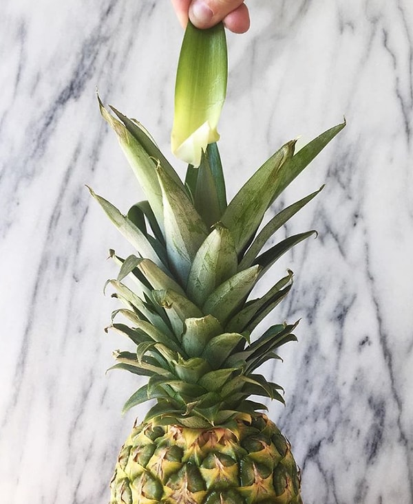 15. Чтобы проверить ананас на спелость, потяните за один из центральных листов: если он отходит легко, значит фрукт спелый