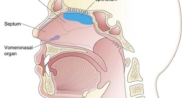 Bu kimyasal iletişim burnun içinde bulunan özel bir bölgeyle sağlanıyor: Vomeronasal organ!