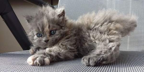 Instagram'da fenomen olan bu Selkirk Rex türünün kökeni, Miss DePesto adlı kurtarılmış kediye dayanıyor.