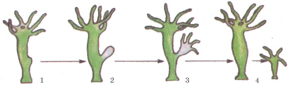 3. Может, вы знаете, какое животное размножается почкованием?