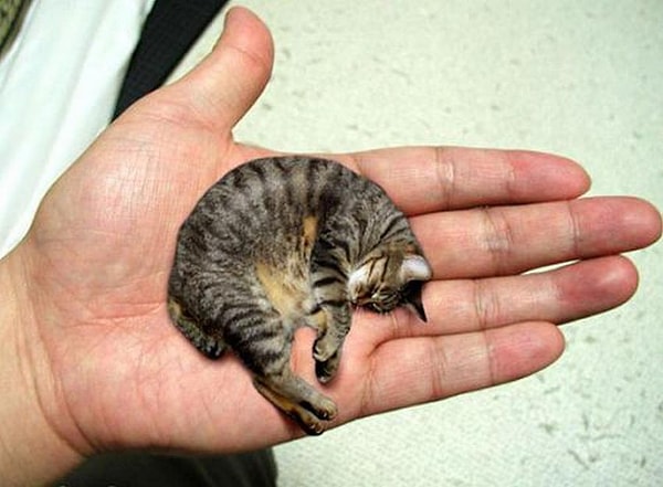 7. А знаете ли вы, какое животное признано самым миниатюрным?