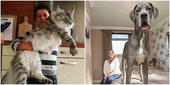 11 фото гигантских животных: кто реален, а кто фейк?