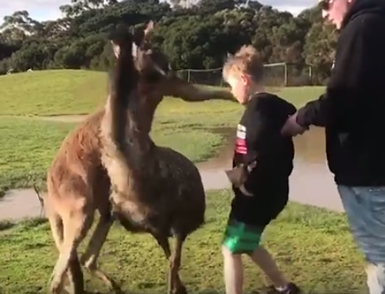 Masum Çocuğun Yüzüne Yumruk Atan Kanguru