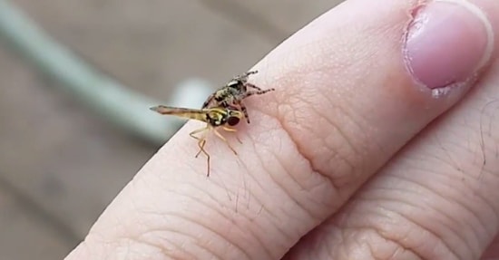 Parmakları Üzerinde Örümcekle Arının Muazzam Kavgasına Şahitlik Yapan Adam