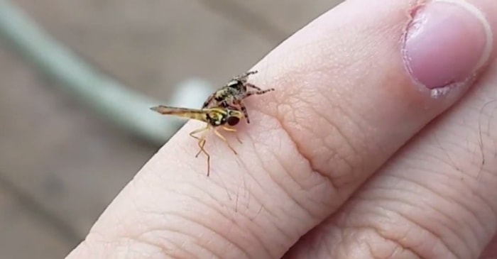 Parmakları Üzerinde Örümcekle Arının Muazzam Kavgasına Şahitlik Yapan Adam