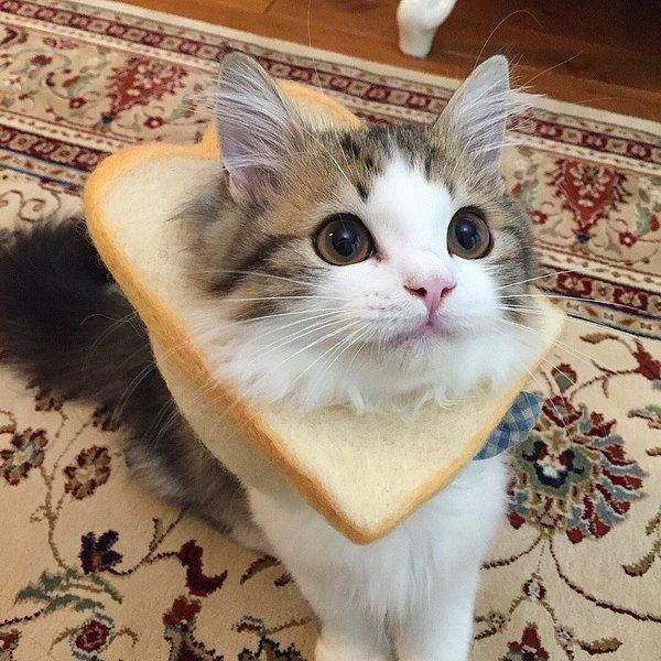 3. Kediş sandviç 😍