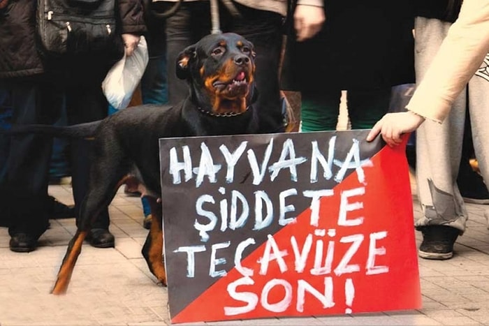 Hayvanlara Her Gün Zulmedilen Ülkemizde Uzmanlardan Bir Hatırlatma: Hayvana Şiddet, İnsana Şiddetin Habercisi