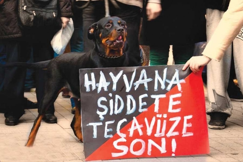 Hayvanlara Her Gün Zulmedilen Ülkemizde Uzmanlardan Bir Hatırlatma: Hayvana Şiddet, İnsana Şiddetin Habercisi