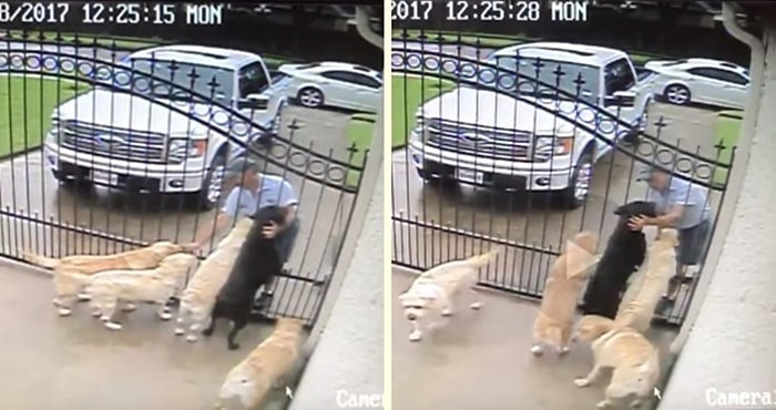 Yağmur Çamur Demeden Postacının Sevgi Dolu İlgisini Kapıda Bekleyen Köpekler
