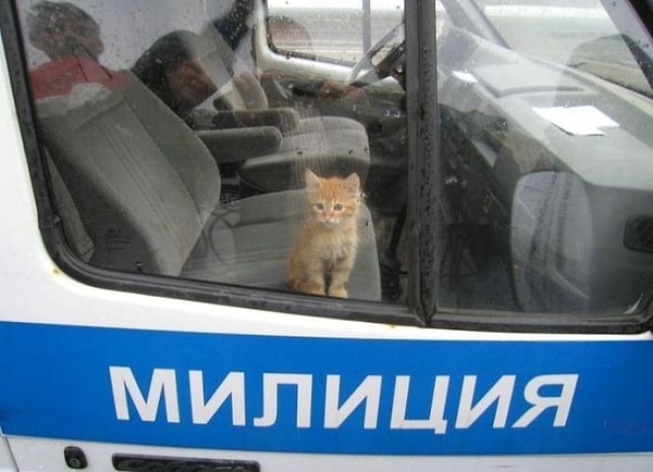 2. Что же ты натворил, мордашка, был слишком милым? 😿