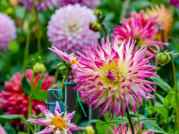 Вы - георгина!