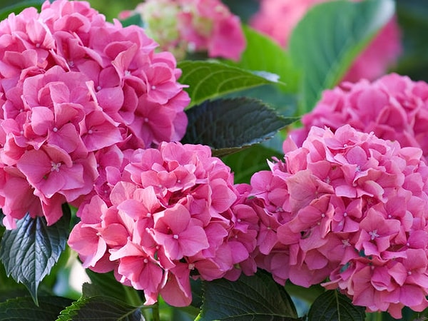 Вы - гортензия!