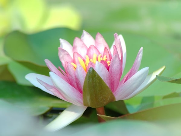 Вы - кувшинка!