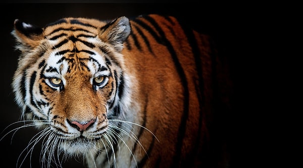 Вы на работе словно тигр!