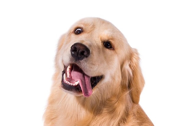 1. Итак, поехали! Какая картинка - вторая часть этой собаки?