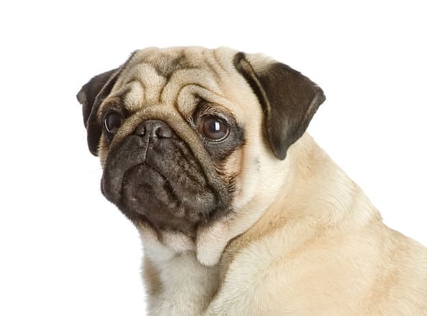 2. А какая картинка является продолжением этой?