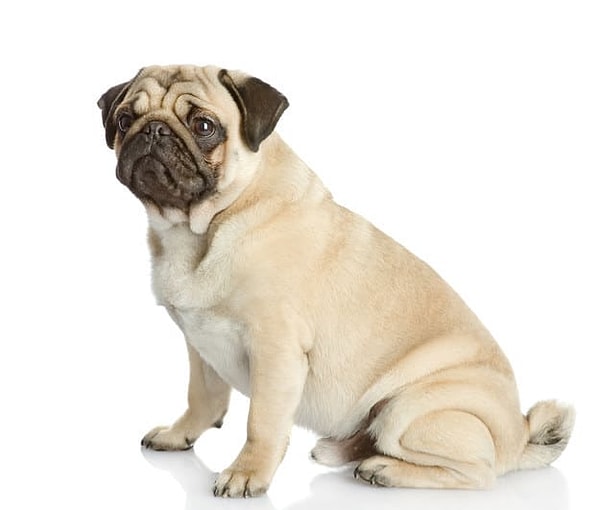 Посмотреть правильный ответ: