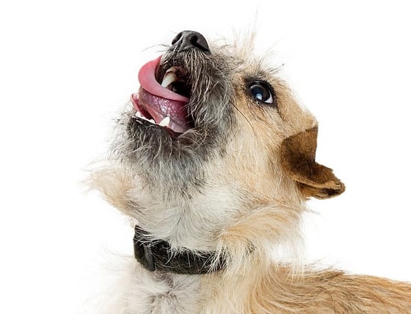 3. А что насчет этого песика?